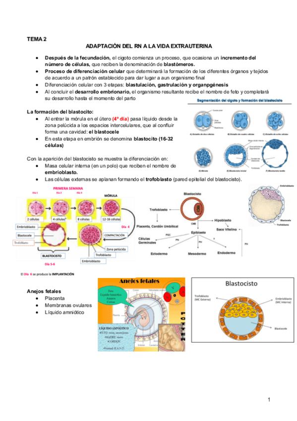Miniatura del documento 2.-Adaptacion-a-la-vida-extrauterina.pdf