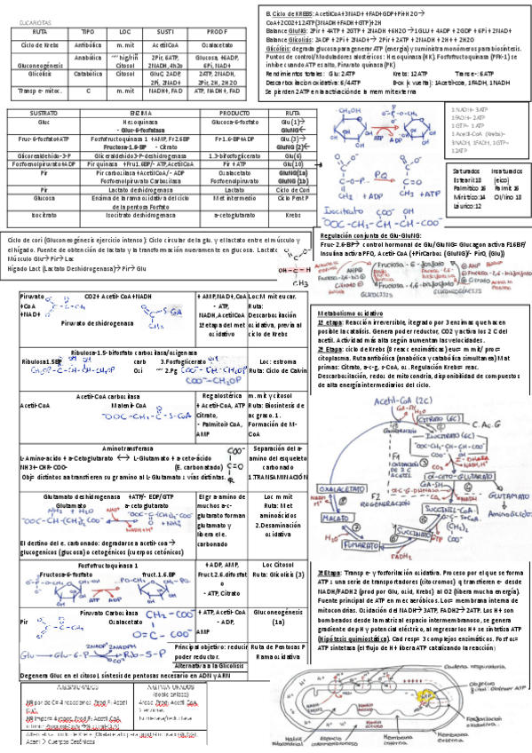 Miniatura del documento Bioquimica-apuntes-de-temas-9.10.11.13.pdf