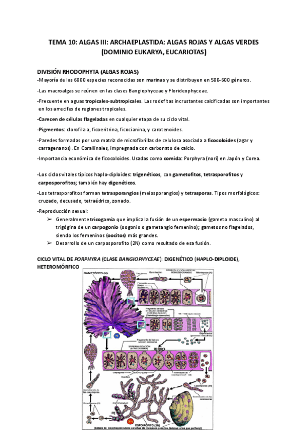 Miniatura del documento TEMA-10-ALGAS-III-ARCHAEPLASTIDA-ALGAS-ROJAS-Y-ALGAS-VERDES-DOMINIO-EUKARYA-EUCARIOTAS.pdf