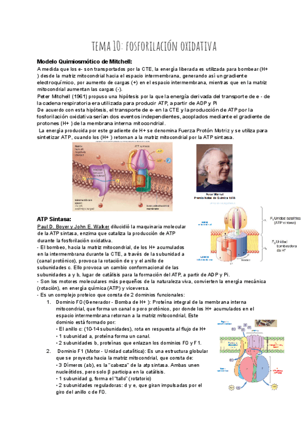 Miniatura del documento TEMA-10-BIOQUIMICA.pdf