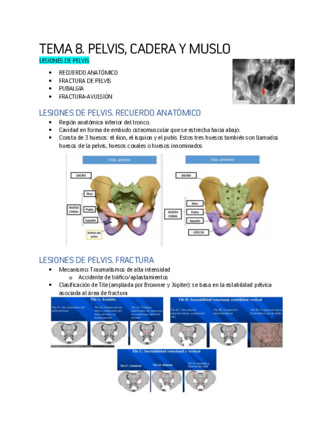 Miniatura del documento TEMA-8-PELVIS-CADERA-Y-MUSLO.pdf