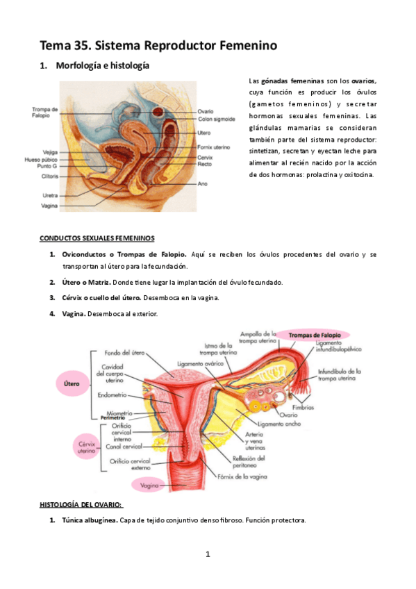 Miniatura del documento MT35. Sistema Reproductor Femenino.pdf