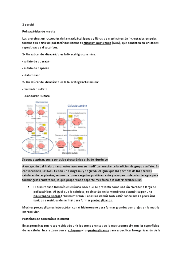 Miniatura del documento Apuntes-biology-2-parcial-Espanol.pdf