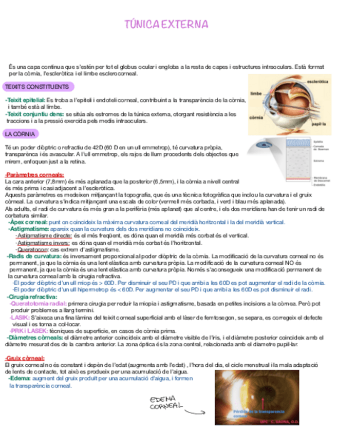 Miniatura del documento Apunts-final-anatomia.pdf