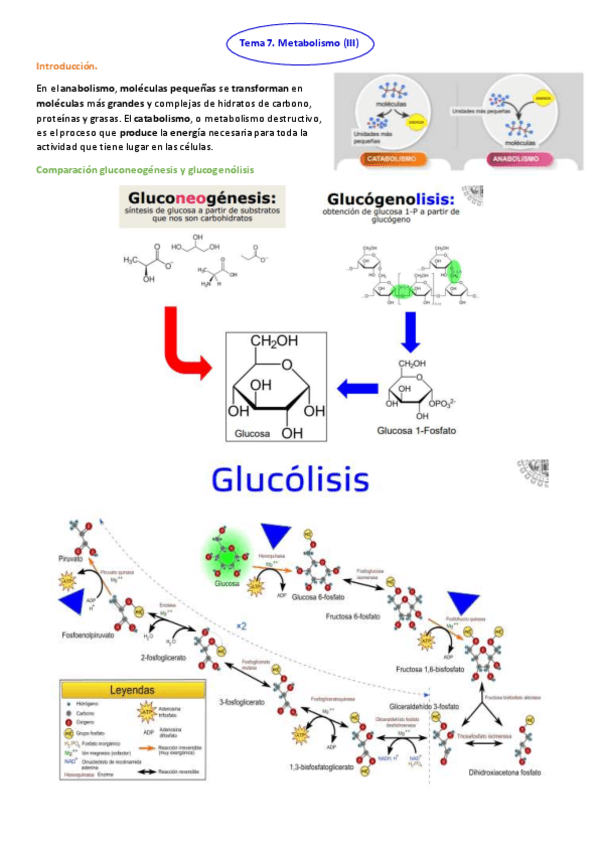 Miniatura del documento TEMA-7.-METABOLISMO-III.pdf