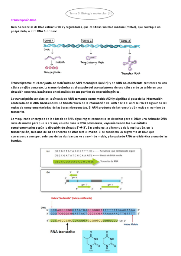 Miniatura del documento TEMA-9.-BIOLOGIA-MOLECULAR-II.pdf