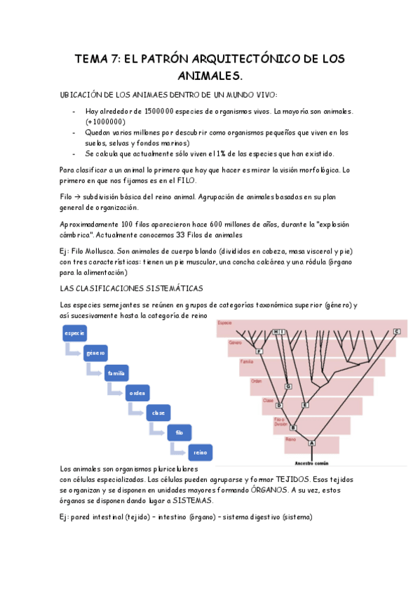 Miniatura del documento TEMA 7 biologia.pdf