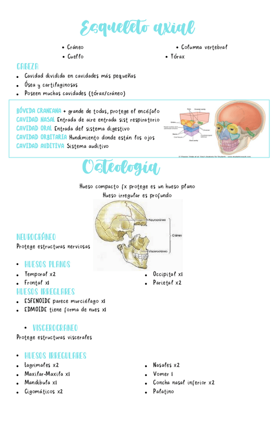 Miniatura del documento clase-4-Esqueleto-axial.pdf