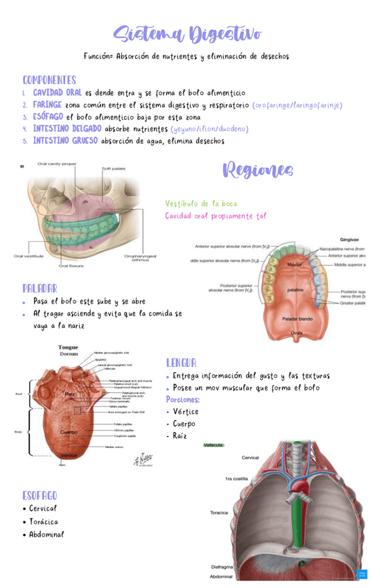 Miniatura del documento Sistema-Digestivo.pdf