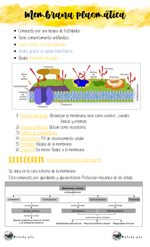 Miniatura del documento Tipos-de-transporte.pdf