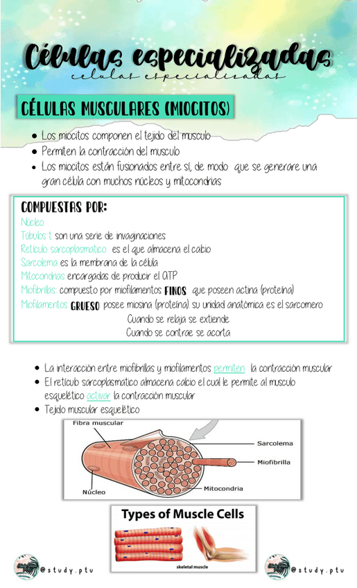 Miniatura del documento Celulas-especializadas.pdf