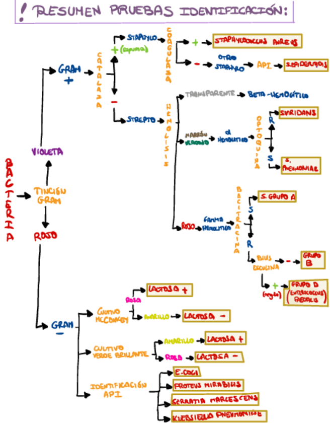 Miniatura del documento Resumen-TESTS-DIAGNOSTICO-bacterias.pdf