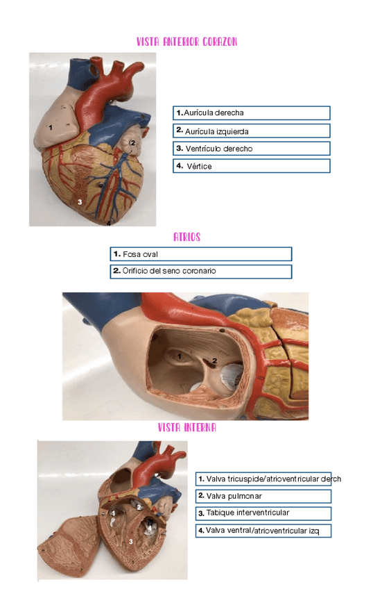Miniatura del documento GYMCANA-3-Respuestas.pdf