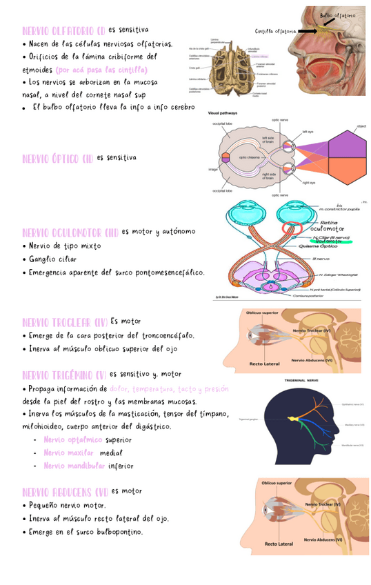 Miniatura del documento Pares-craneales.pdf