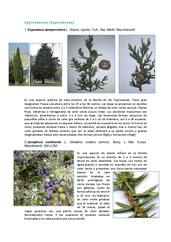 Miniatura del documento Gimnospermas visu def.pdf