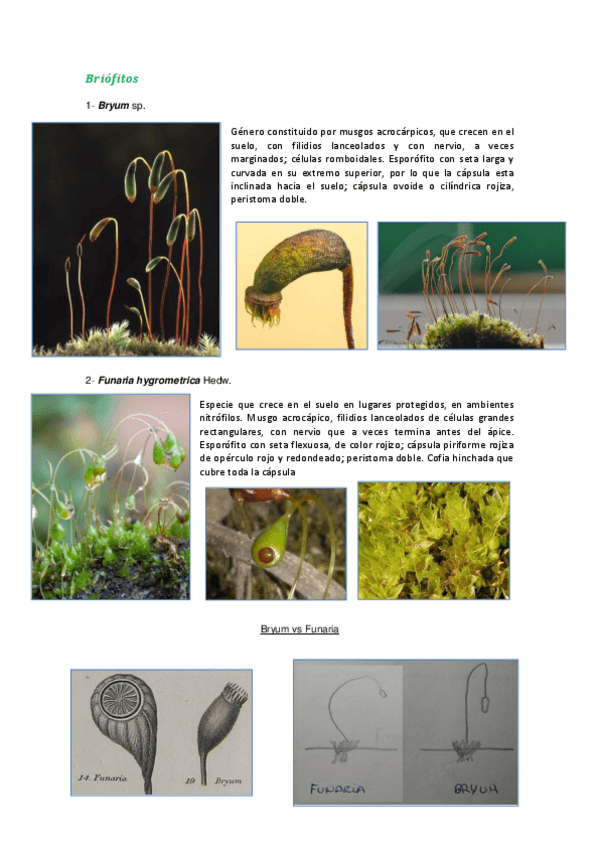 Miniatura del documento pteridófitos- líquenes, briof, algas visu def.pdf