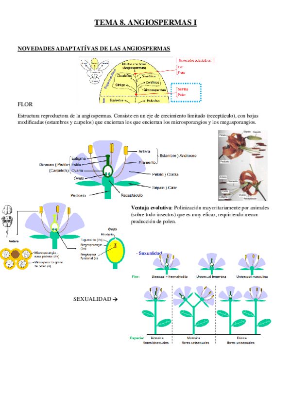 Miniatura del documento TEMA-8-Angiospermas-I.pdf