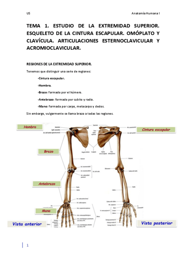 Miniatura del documento Miembro superior.pdf