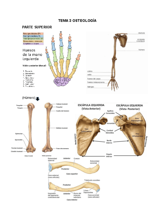 Miniatura del documento TEMA-3-OSTEOLOGIA.pdf