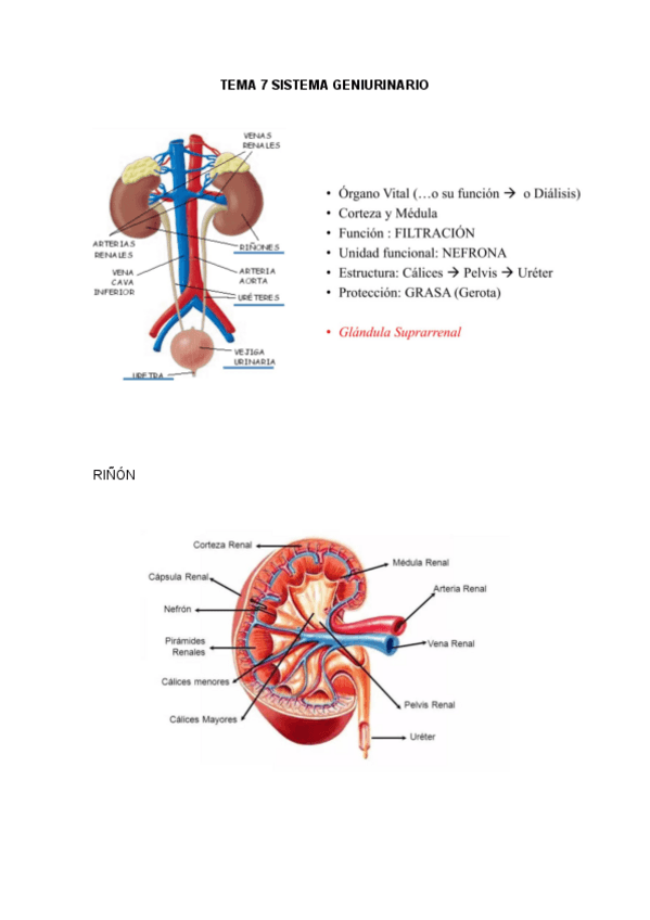 Miniatura del documento TEMA-7-SISTEMA-GENIURINARIO.pdf