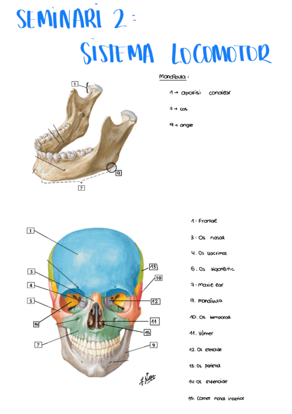 Miniatura del documento seminario-2-sistema-ossi.pdf