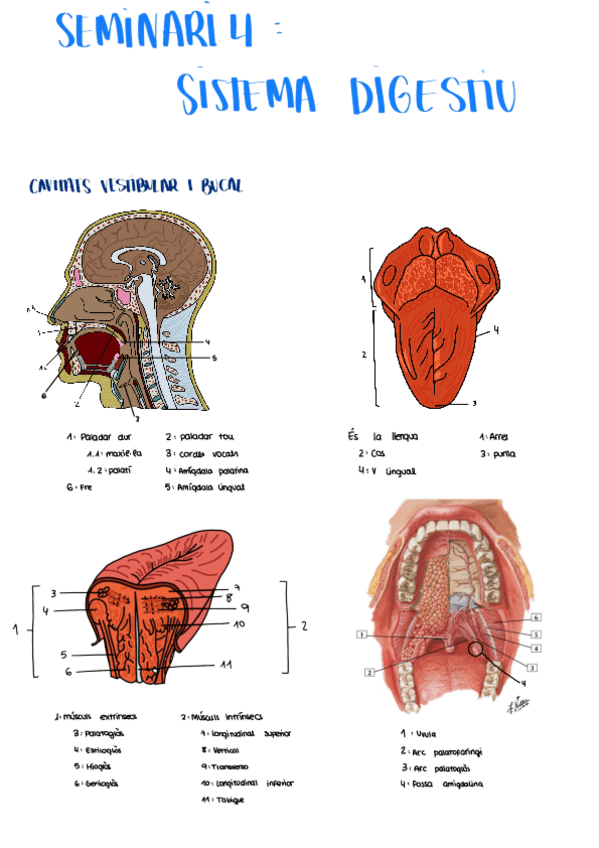 Miniatura del documento seminario-4-digestivo.pdf