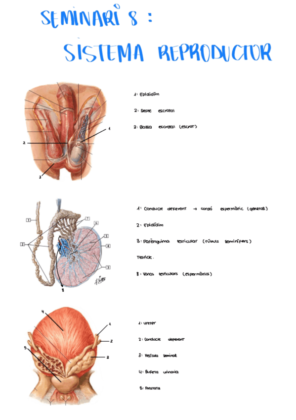 Miniatura del documento Seminario-8-Sistema-Reproductor.pdf