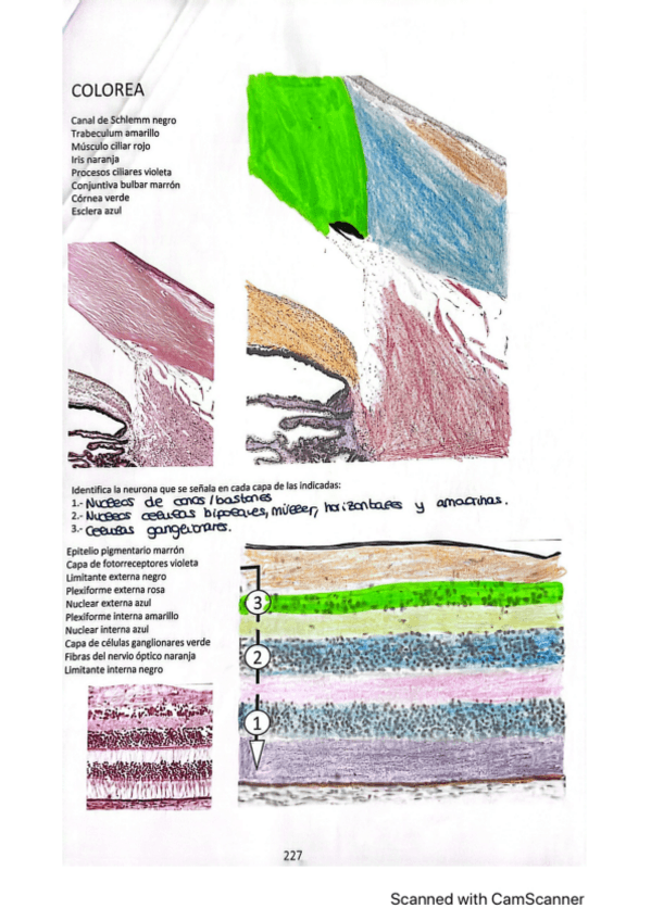 Miniatura del documento laminas-histologia-especial-coloreadas.pdf