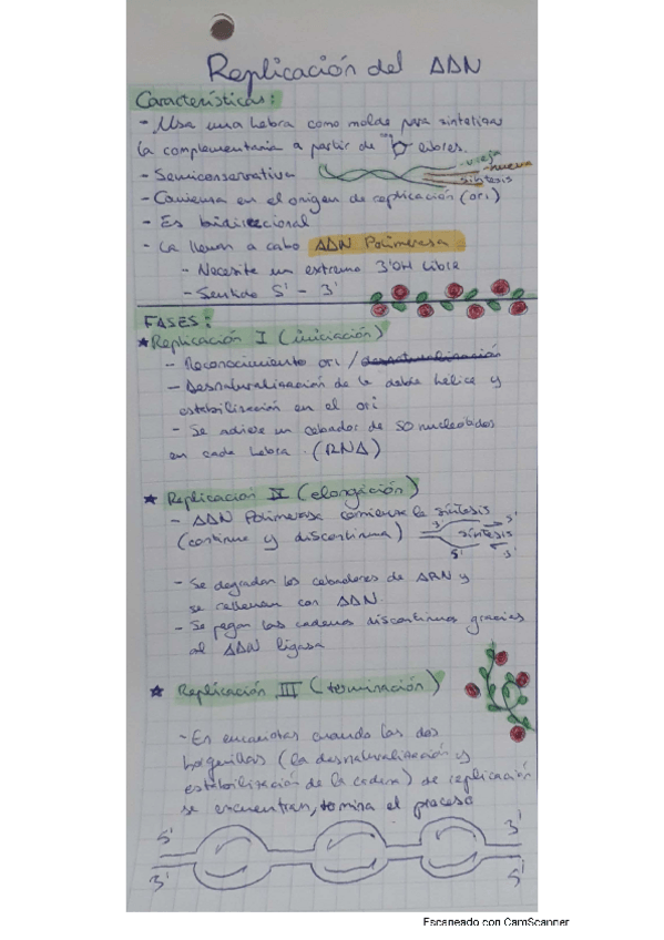 Miniatura del documento Esquema-Replicacion-Transcripcion-Traduccion.pdf