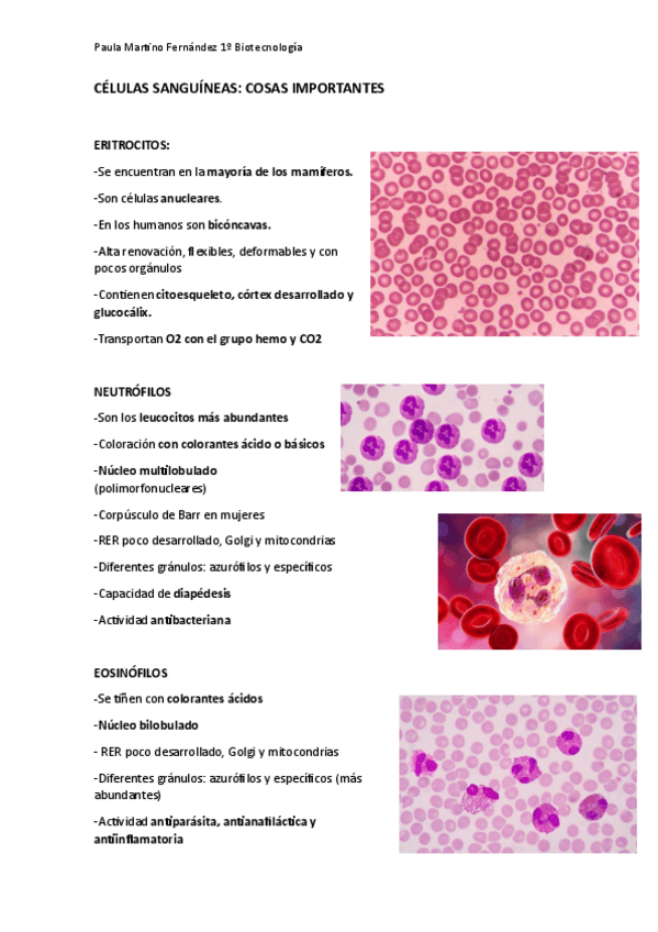 Miniatura del documento LO-MAS-IMPORTANTE-DE-LAS-CELULAS-SANGUINEAS.pdf