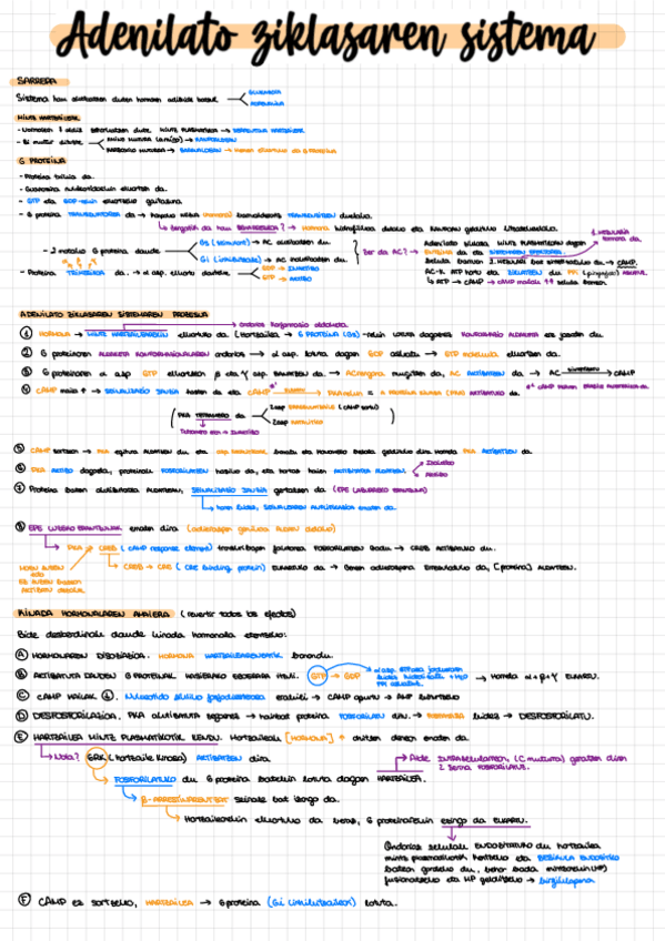 Miniatura del documento Adenilato-ziklasa.pdf