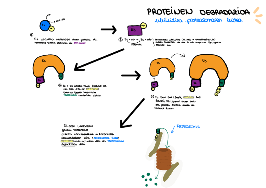 Miniatura del documento Proteinen-degradazioa.pdf