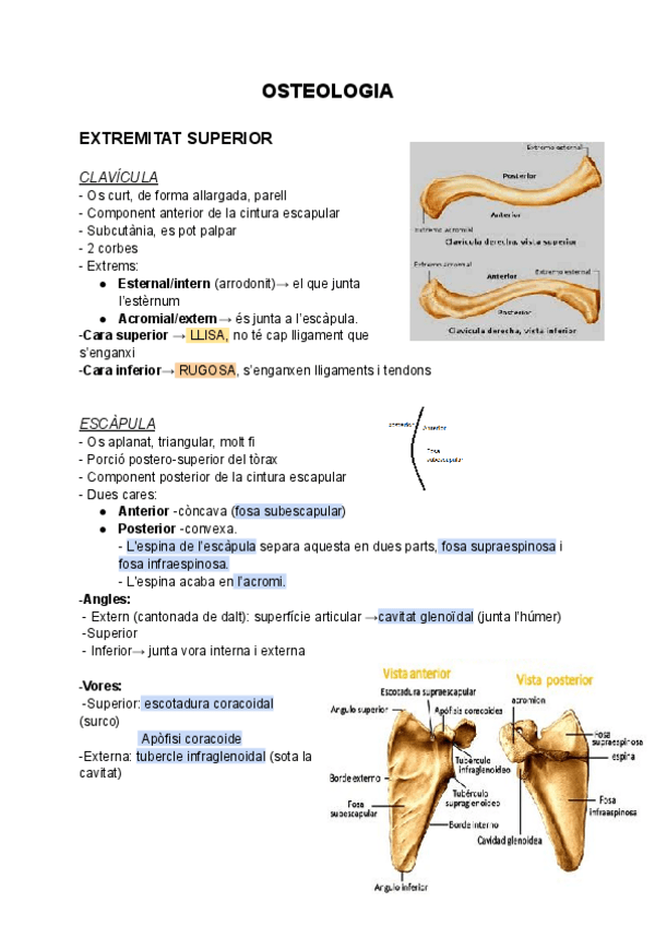 Miniatura del documento Osteologia-anatomia.pdf