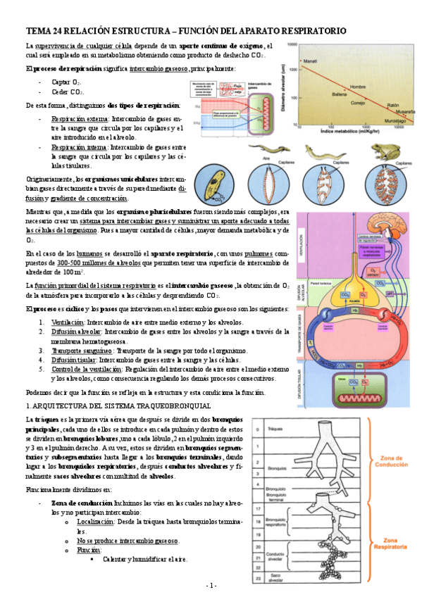 Miniatura del documento FISIOLOGIA-I-TEMA-24-RELACION-ESTRUCTURA-FUNCION-DEL-APARATO-RESPIRATORIO.pdf