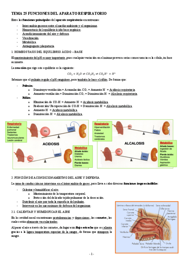 Miniatura del documento FISIOLOGIA-I-TEMA-25-FUNCIONES-DEL-APARATO-RESPIRATORIO.pdf