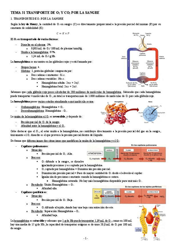 Miniatura del documento FISIOLOGIA-I-TEMA-31-TRANSPORTE-DE-O2-Y-CO2-POR-LA-SANGRE.pdf