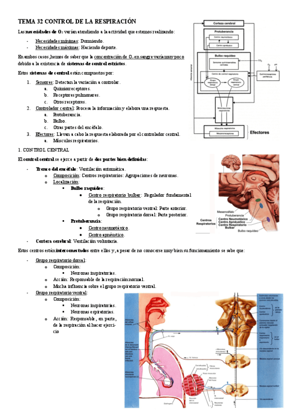 Miniatura del documento FISIOLOGIA-I-TEMA-32-CONTROL-DE-LA-RESPIRACION.pdf