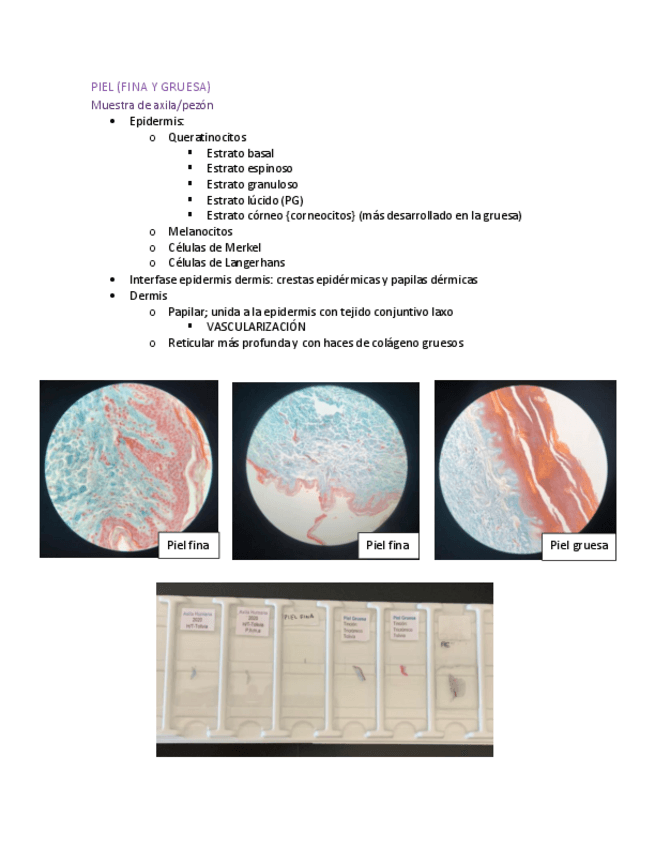 Miniatura del documento examen-practico-histologia-sistema-nervioso.pdf