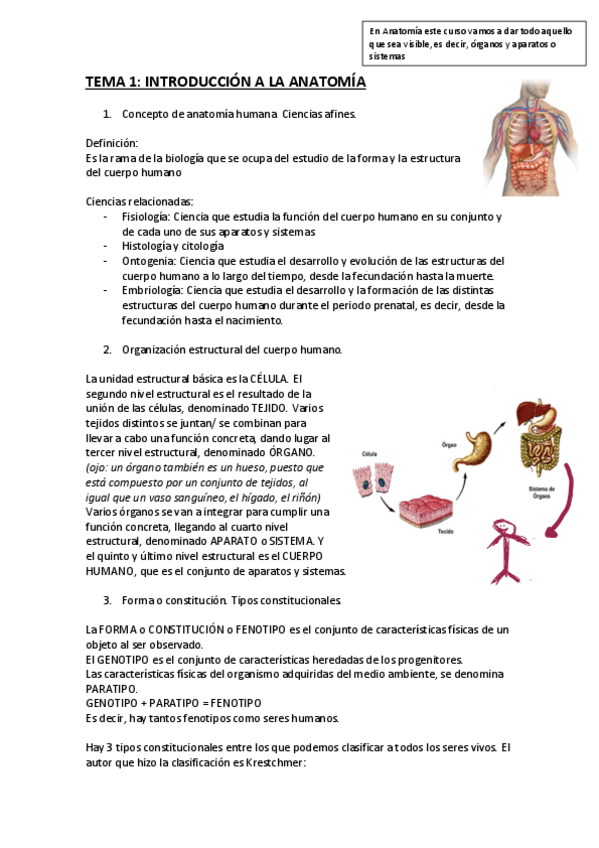 Miniatura del documento TEMA-1-Introduccion-a-la-Anatomia.pdf
