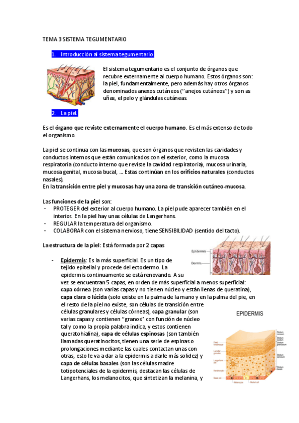 Miniatura del documento TEMA-3-SISTEMA-TEGUMENTARIO.pdf
