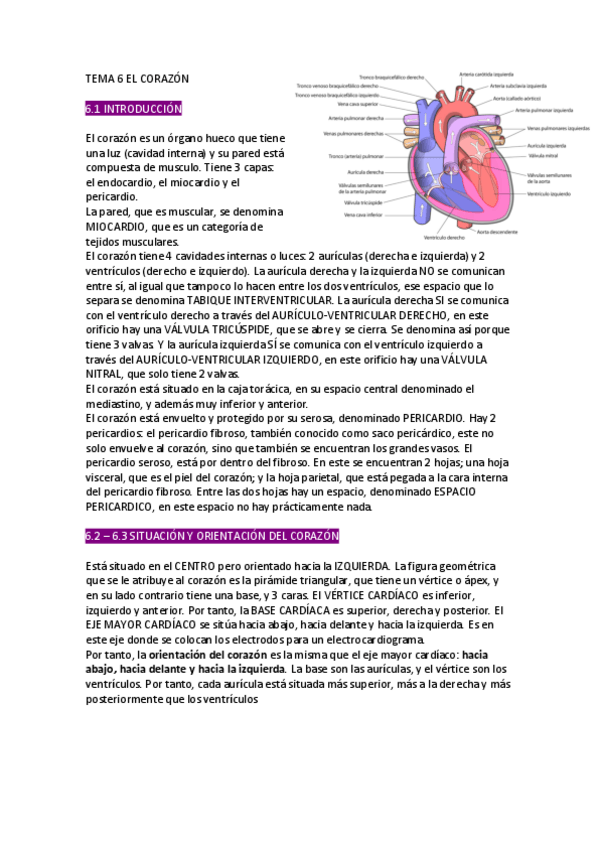 Miniatura del documento TEMA-6-EL-CORAZON.pdf