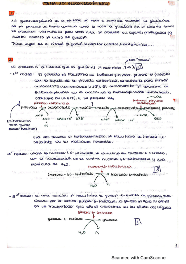 Miniatura del documento TEMA-10-GLUCONEOGENESIS.pdf