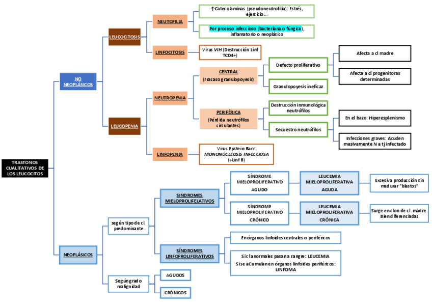 Miniatura del documento ESQUEMA-T4.-TRASTORNOS-CUALITATIVOS-LEUCOCITOS-NEOPLASICOS-Y-NO-NEOPLASICOS-.pdf