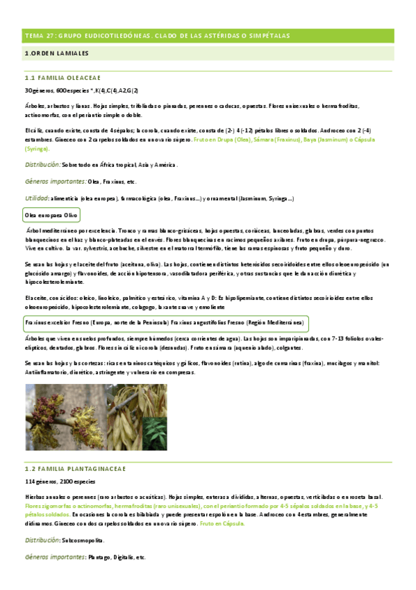 Miniatura del documento TEMA-27-BOTANICA.pdf