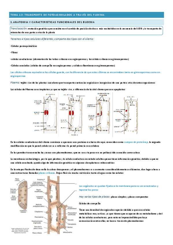 Miniatura del documento TEMA-13-FISIOLOGIA.pdf