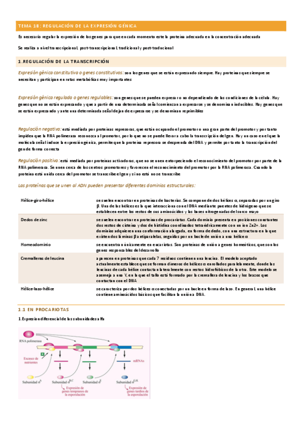 Miniatura del documento TEMA-18-BIOQUIMICA.pdf