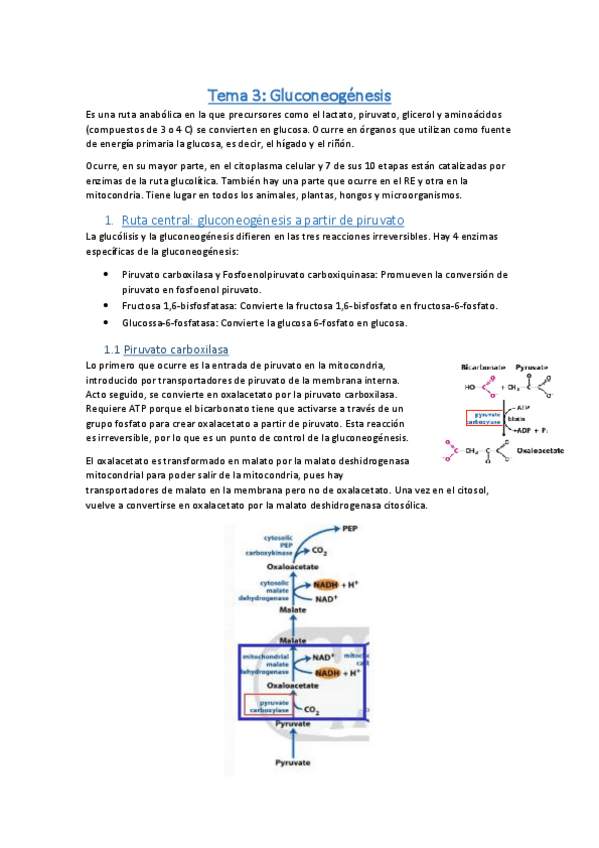 Miniatura del documento Tema 3.pdf