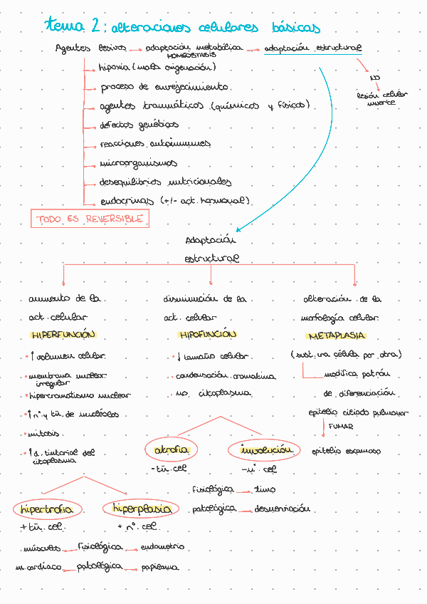 Miniatura del documento T2: alteraciones celulares básicas.pdf