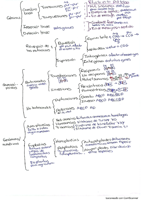 Miniatura del documento esquema-mutaciones.pdf