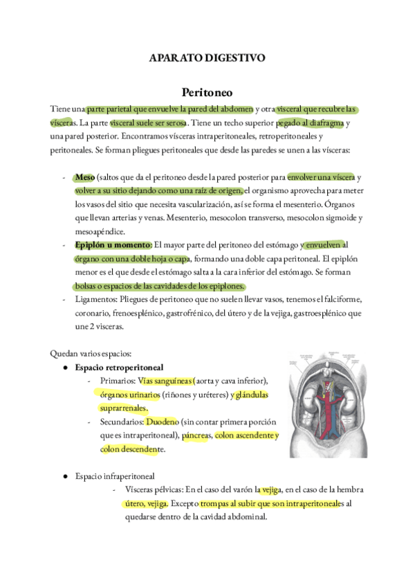 Miniatura del documento DIGESTIVO.pdf